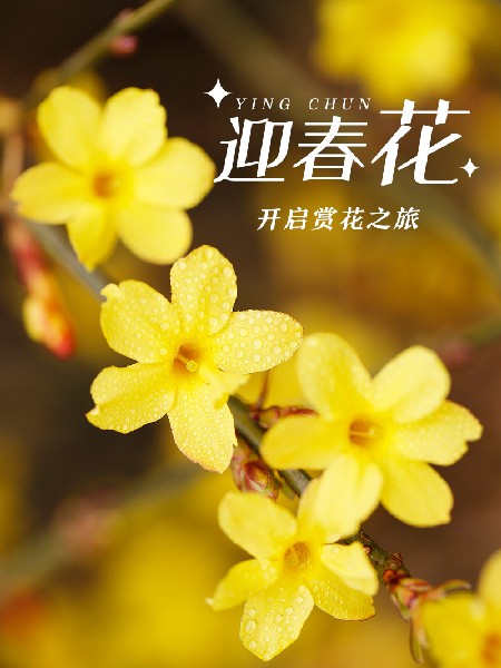 追花指南第二期！京城三月里最撩人的玉蘭觀賞地