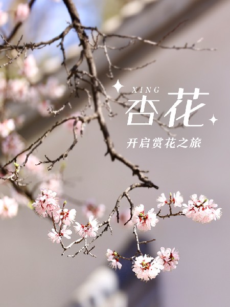 追花指南第六期！杏花雨 楊柳風(fēng) 北京最美的杏花在這里