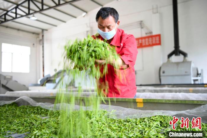 村民將茶葉攤青晾干。　楊華峰 攝