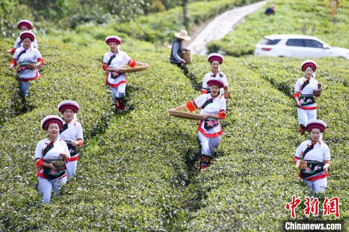 白族村民走進(jìn)茶園采摘。　楊華峰 攝