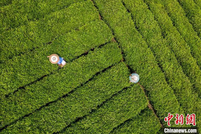茶農正在采摘新鮮茶葉?！√普?攝