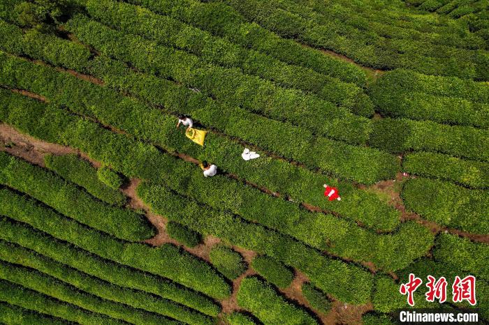 茶農正在采摘新鮮茶葉?！√普?攝