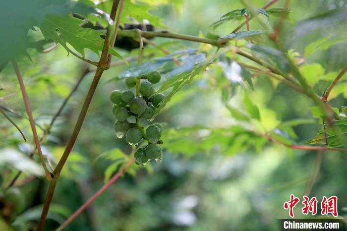 野生動物在北京：如何筑牢生物多樣性“保護(hù)網(wǎng)”？
