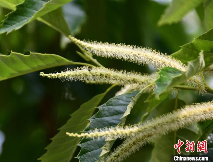 毛茸茸的栗花。　郝云崎 攝