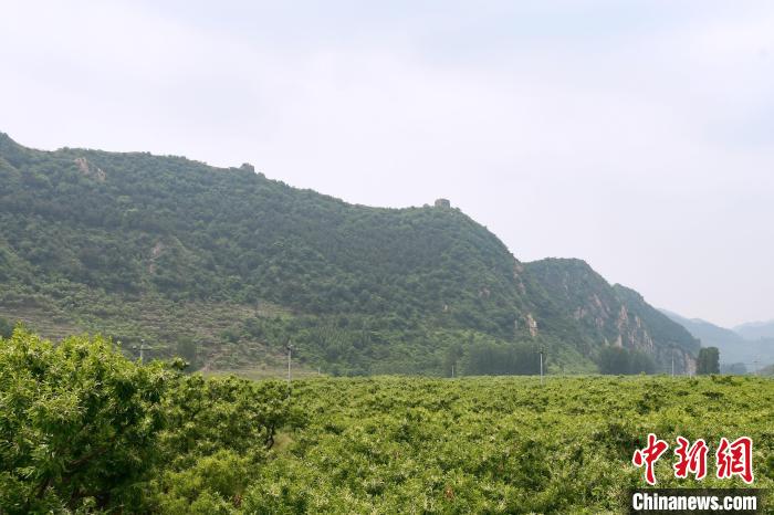 長(zhǎng)城腳下萬(wàn)畝栗花綻放，散發(fā)出淡淡清香?！『略破?攝
