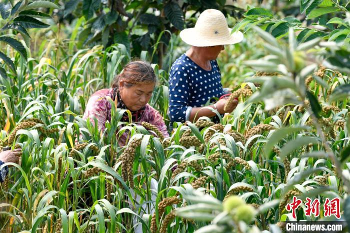農(nóng)民正在栗樹(shù)下采收成熟谷子。　趙亮 攝