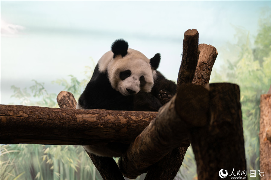 無比可愛的大熊貓“丁丁”。人民網(wǎng)記者 翁奇羽攝