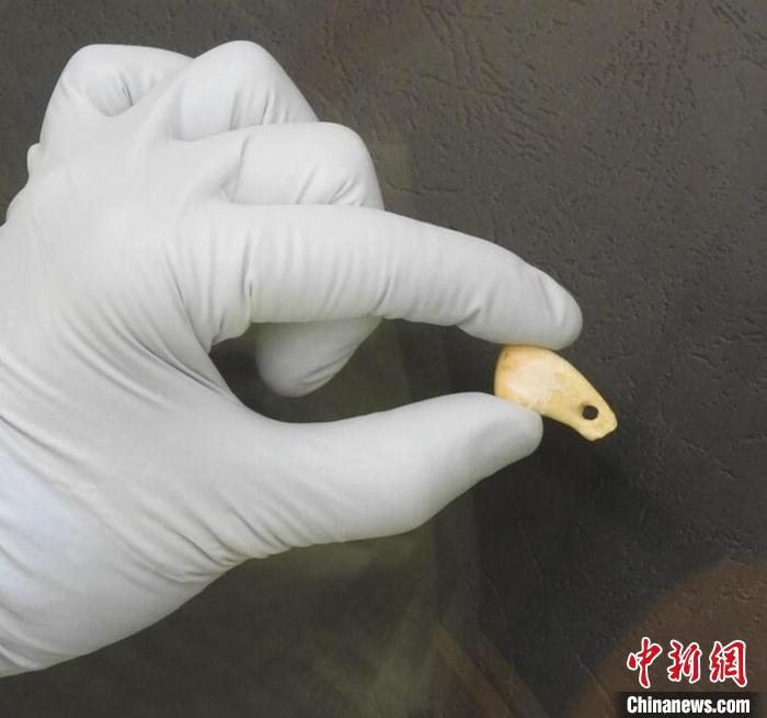 打孔鹿牙墜飾提取DNA后(圖片來自馬克斯·普朗克演化人類學(xué)研究所)?！∈┢樟指瘛ぷ匀?供圖