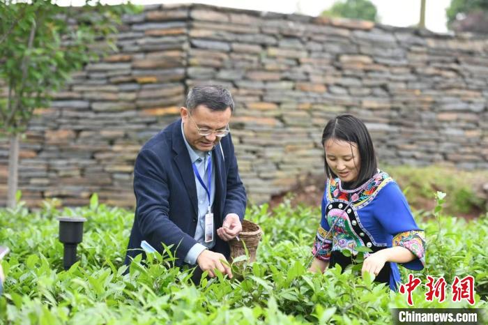 東盟國家媒體記者在辰龍關(guān)茶園采茶?！钊A峰 攝