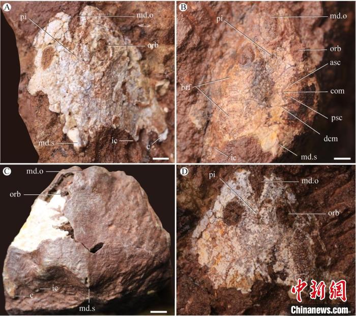 九江江夏魚(yú)化石照片(蓋志琨/攝)?！≈锌圃汗偶棺邓?供圖