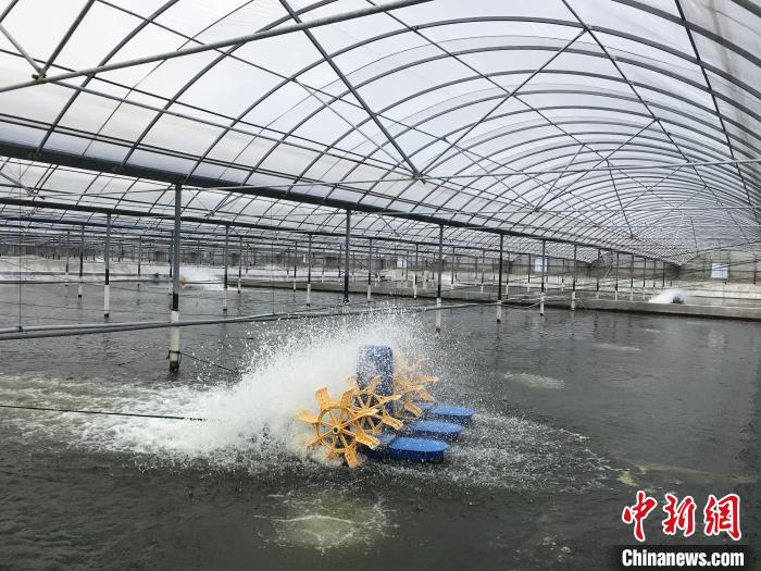 南美白對蝦養(yǎng)殖基地?！∠笊轿r蟹科技小院供圖