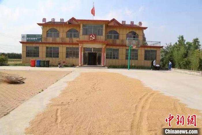 農(nóng)民在邳莊鎮(zhèn)尚莊村黨群服務(wù)中心大院里曬糧。　賈萌 攝