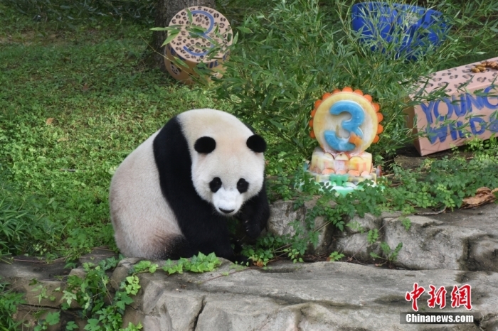 當(dāng)?shù)貢r(shí)間8月21日，旅美大熊貓幼崽“小奇跡”迎來3周歲生日。華盛頓國家動(dòng)物園給“小奇跡”舉辦了“生日派對(duì)”，眾多游客前來給“小奇跡”慶生。<a target='_blank' href='/'><p  align=