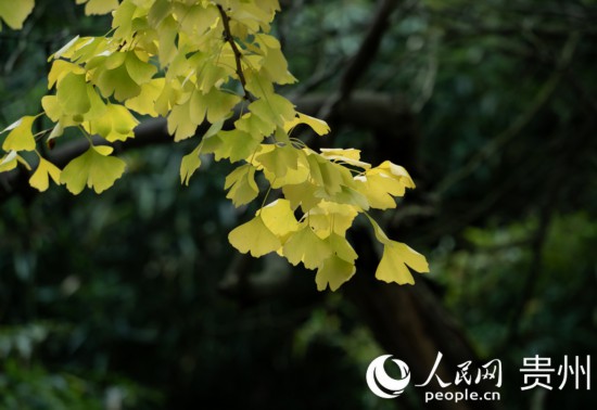 觀山湖公園秋意漸濃。人民網 陽茜攝