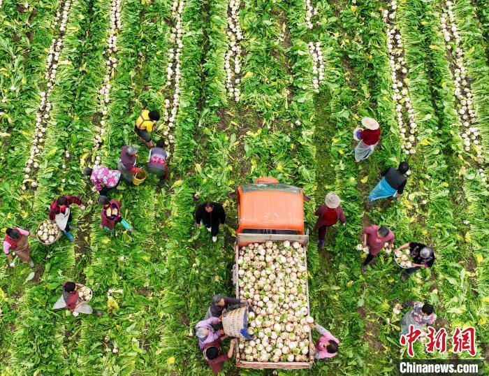 資料圖：村民在采收白蘿卜。劉永紅 攝