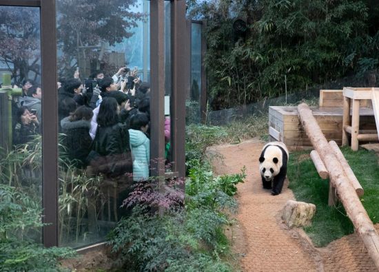 2月20日，韓國民眾在韓國愛寶樂園參觀大熊貓“福寶”。新華社記者姚琪琳攝