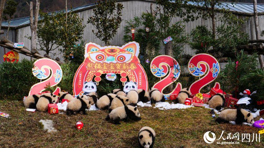 熊貓寶寶賀新春、迎冬奧。李傳有攝