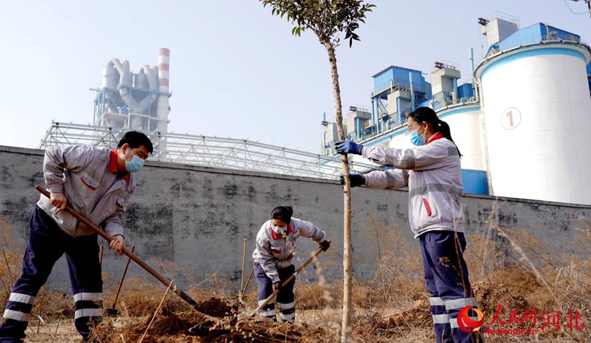 邢臺(tái)金隅職工在石邢公路沿線植樹。 宋繼昌攝
