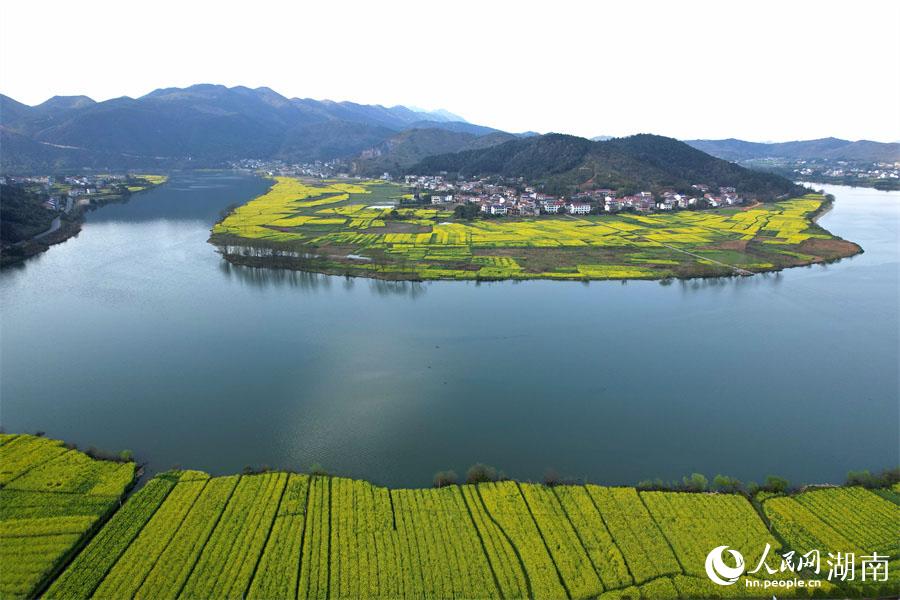 春江水暖，油菜花開。人民網(wǎng) 李芳森攝