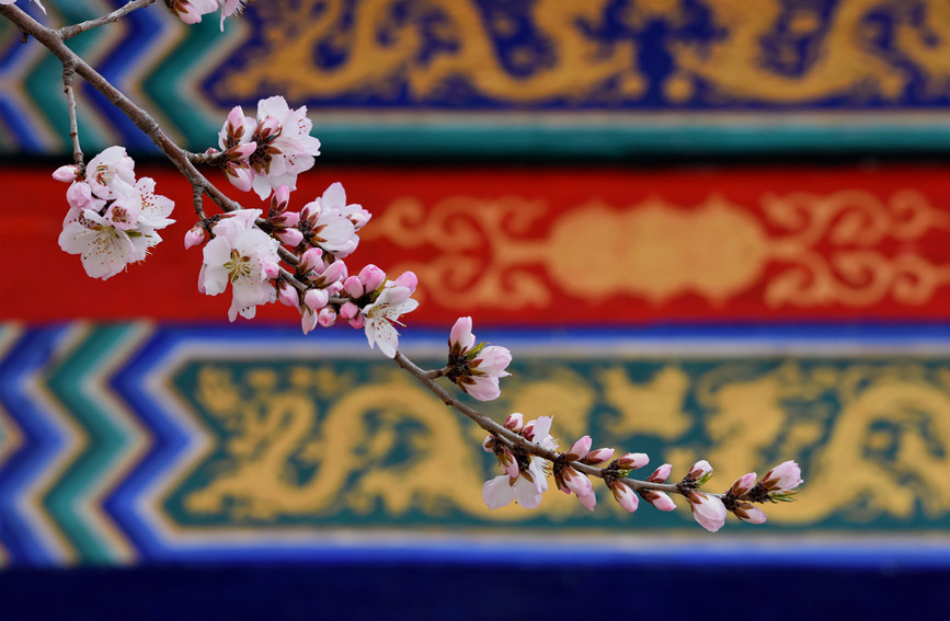 “云”賞桃花相映紅。紅橋區(qū)委宣傳部供圖