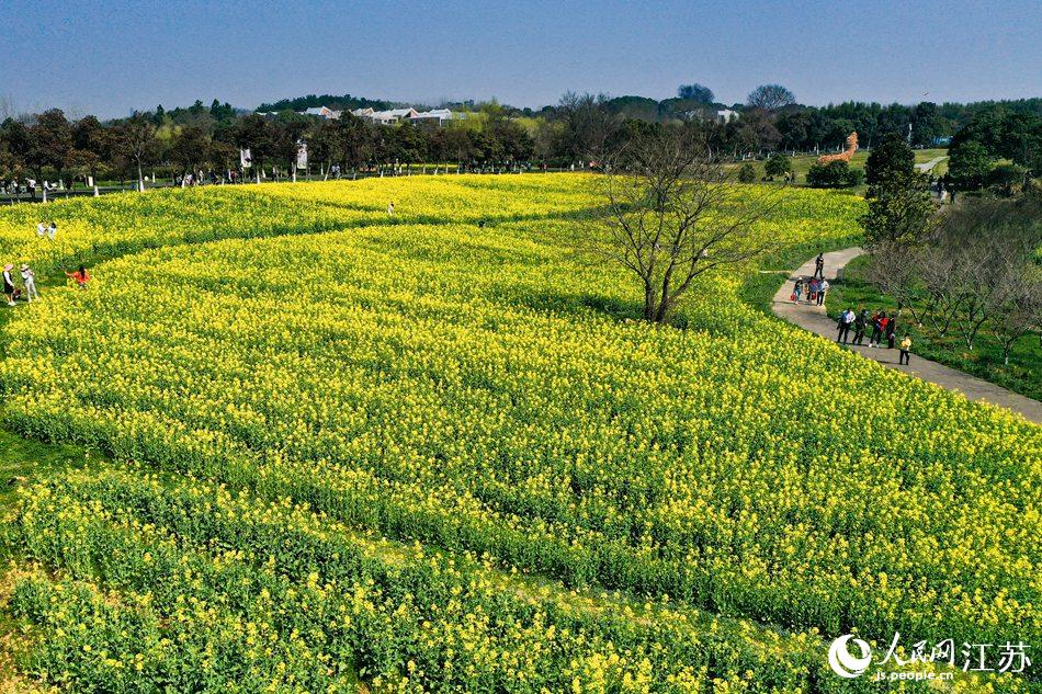 高淳區(qū)椏溪國(guó)際慢城桃花扇廣場(chǎng)油菜花田。劉列攝