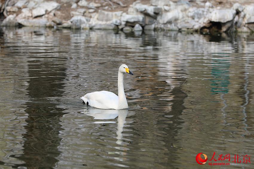 北京動(dòng)物園水禽湖上，水鳥游弋其中，傳遞春的消息。人民網(wǎng) 尹星云攝