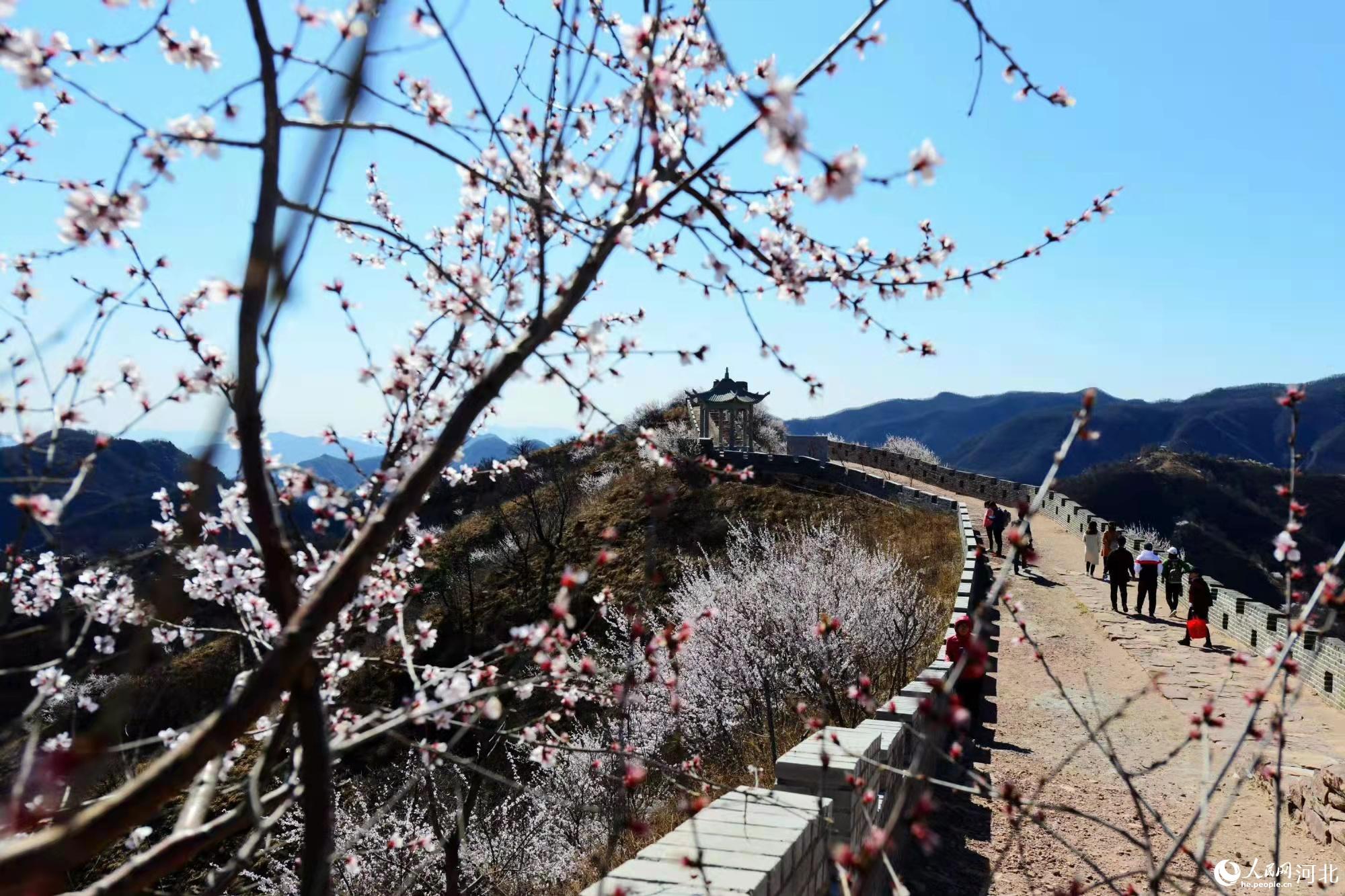 邢臺九龍峽景區(qū)鮮花盛開。 馬健攝