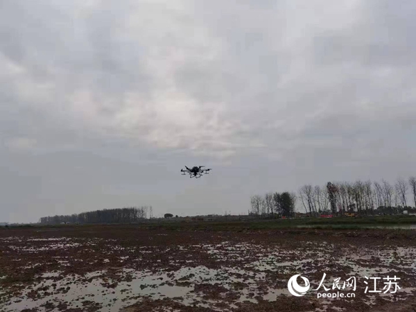勝利圩高標準農田進行無人機水稻播種。陽江鎮(zhèn)供圖