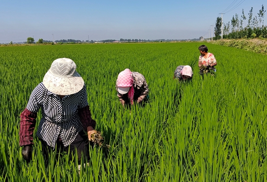 7月15日，農(nóng)民在河北省玉田縣石臼窩鎮(zhèn)王家樓村稻田勞作。 張仁杰攝