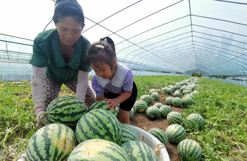 在北辰區(qū)雙街鎮(zhèn)的西瓜種植基地內(nèi)，種植農(nóng)戶們正忙著采收。陳立興攝
