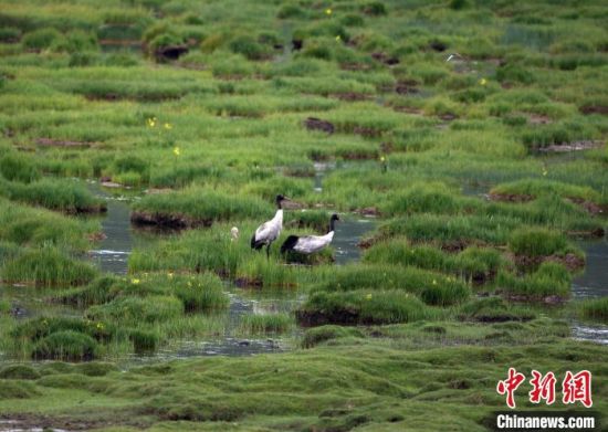 圖為祁連山國家公園青海片區(qū)內(nèi)的黑頸鶴。　祁連山國家公園青海省管理局供圖 攝