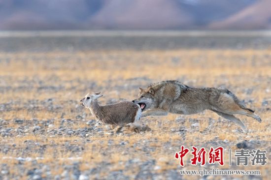 圖為獲獎作品。同海元供圖