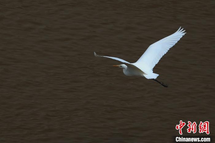 青?！澳赣H河”湟水水質(zhì)改善引鷺鳥嬉戲