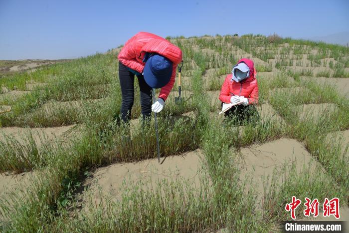 圖為工作人員在調(diào)查沙障技術(shù)成果。　張登山 攝