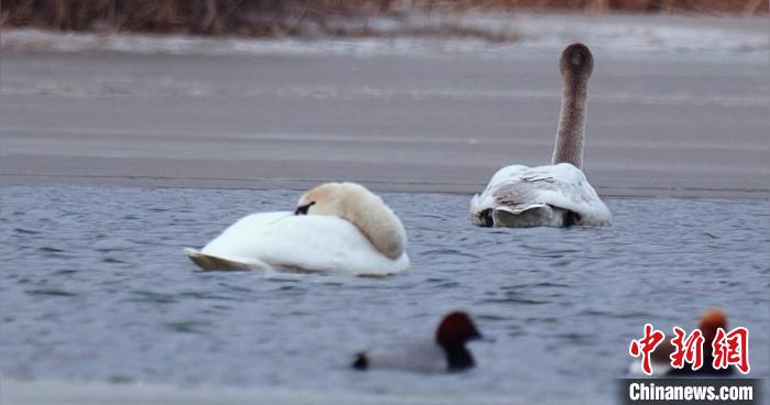 圖為疣鼻天鵝水面休憩。　青海國家公園觀鳥協(xié)會供圖 攝