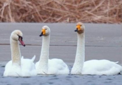 圖為疣鼻天鵝與大天鵝?！∏嗪夜珗@觀鳥協(xié)會供圖 攝