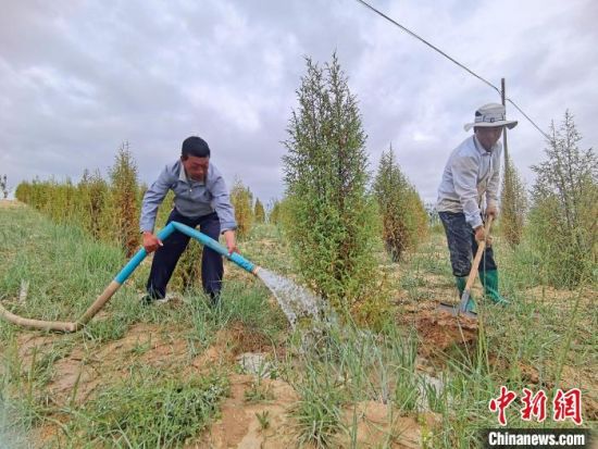 圖為扎西和村民給樹澆水?！∑钤鲚怼z