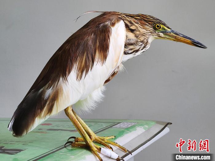 圖為被救助的國家一級重點(diǎn)保護(hù)動(dòng)物池鷺?！×鴿商?攝