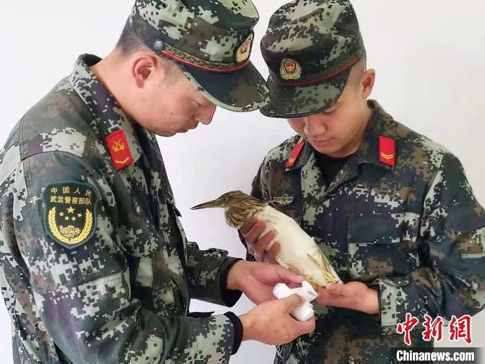 圖為武警官兵正在為國家一級重點(diǎn)保護(hù)動(dòng)物池鷺包扎?！×鴿商?攝