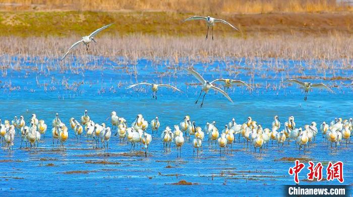 沿海濕地，鳥類天堂?！←}城市委宣傳部供圖