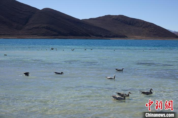 圖為過冬的候鳥在羊湖游弋?！∪轿木?攝