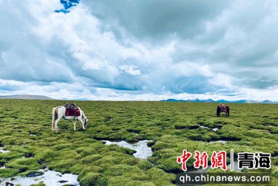 圖為長江南源沼澤濕地。李江寧攝