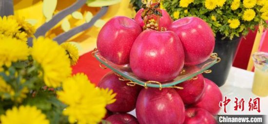 2021年10月15日，中國(guó)蘋果首屆產(chǎn)銷峰會(huì)暨甘肅平?jīng)龉焚Q(mào)易大會(huì)在平?jīng)鍪徐o寧縣開幕。(資料圖) 魏建軍 攝