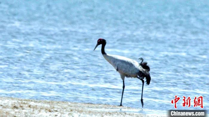 圖為黑頸鶴在青海湖畔散步?！《砣詹囟?攝