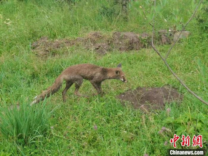 青?；ブ骄戎鷩?guó)家二級(jí)保護(hù)野生動(dòng)物赤狐