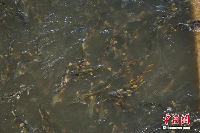 資料圖：圖為今年5月底到8月初，青海湟魚洄游產(chǎn)卵 馬銘言攝