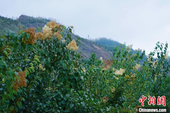 圖為西寧北山上的丁香樹(shù)?！●R銘言 攝