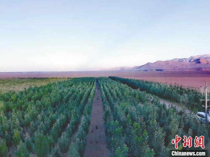 圖為格爾木境內種植的綠樹?！「駹柲救诿襟w中心供圖