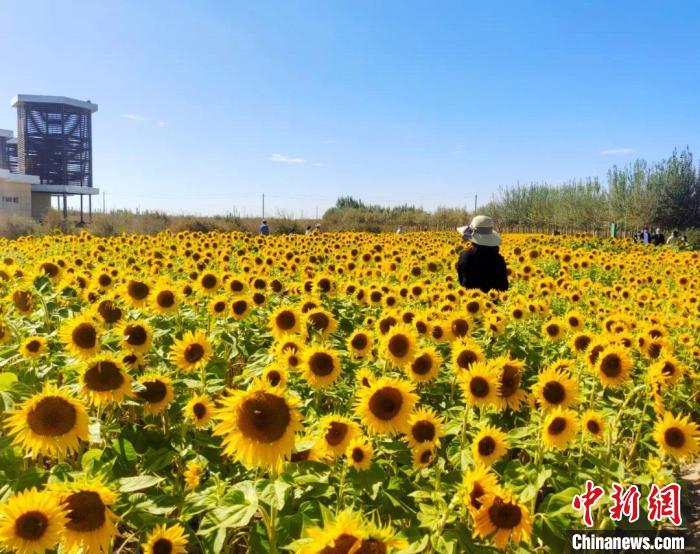 圖為格爾木境內的向日葵花海?！「駹柲救诿襟w中心供圖