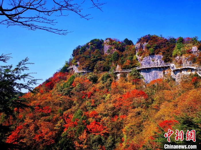 巴山大峽谷漫天紅葉?！埰?攝